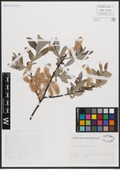 Foto von Salix cantabrica Rech. f.